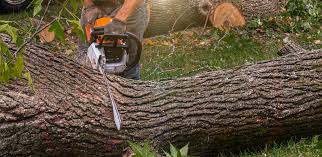 How Our Tree Care Process Works  in  Penn Yan, NY