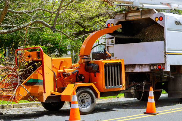Penn Yan, NY Tree Removal Company